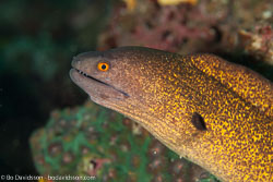 BD-110313-Puerto-Galera-3297-Gymnothorax-flavimarginatus-(Rüppell.-1830)-[Yellow-edged-moray].jpg
